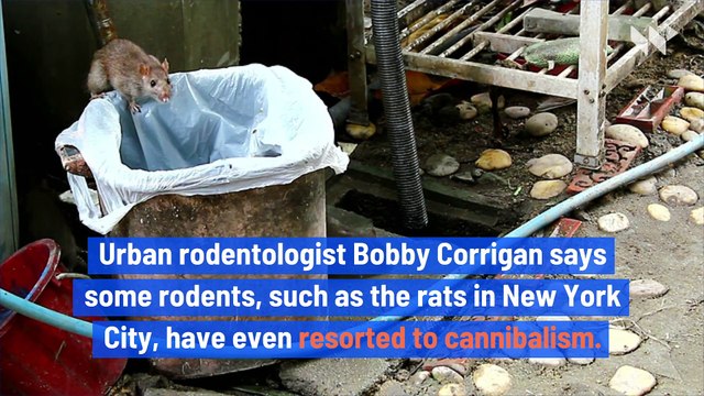 CDC Warns Public of Starving, Aggressive Rats in U.S.