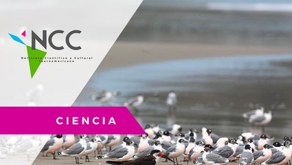 Aves re­gre­san a su há­bi­tat du­ran­te el con­fi­na­mien­to por el co­ro­na­vi­rus