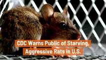 The Starving Rats Of 2020