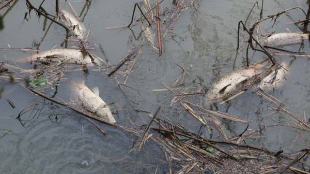 Riva Deresi simsiyah oldu