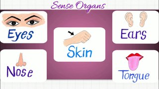 Sense Organs