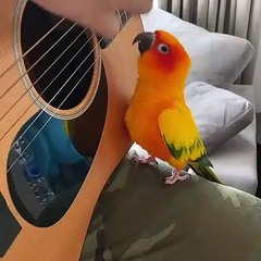 Pet Parrot Jams With Guitar Player