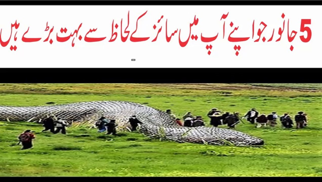 5Biggest Worlds  Special Animal on Phool Tv