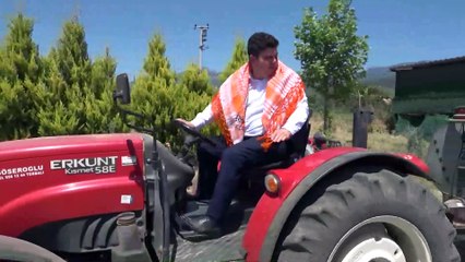 Buca tüm arazilerine tarıma açtı! Üretilen ürünler vatandaşa ücretsiz dağıtılacak