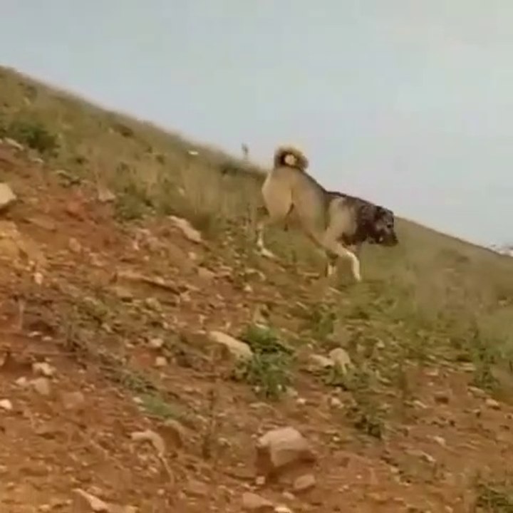 DEV COBAN KOPEGi ile SABAH YURUYUSU - GiANT SHEPHERD DOG WALK MORNiNG