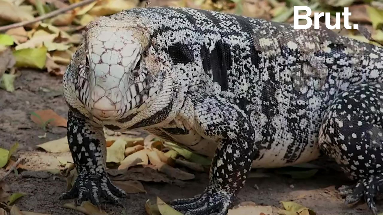 Tegu lizards are invading the American South video Dailymotion