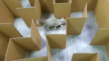 Cute kitten managed to escape from giant carton maze!!!