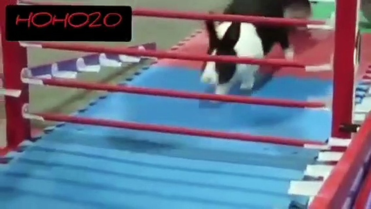 Laugh and bag my friend