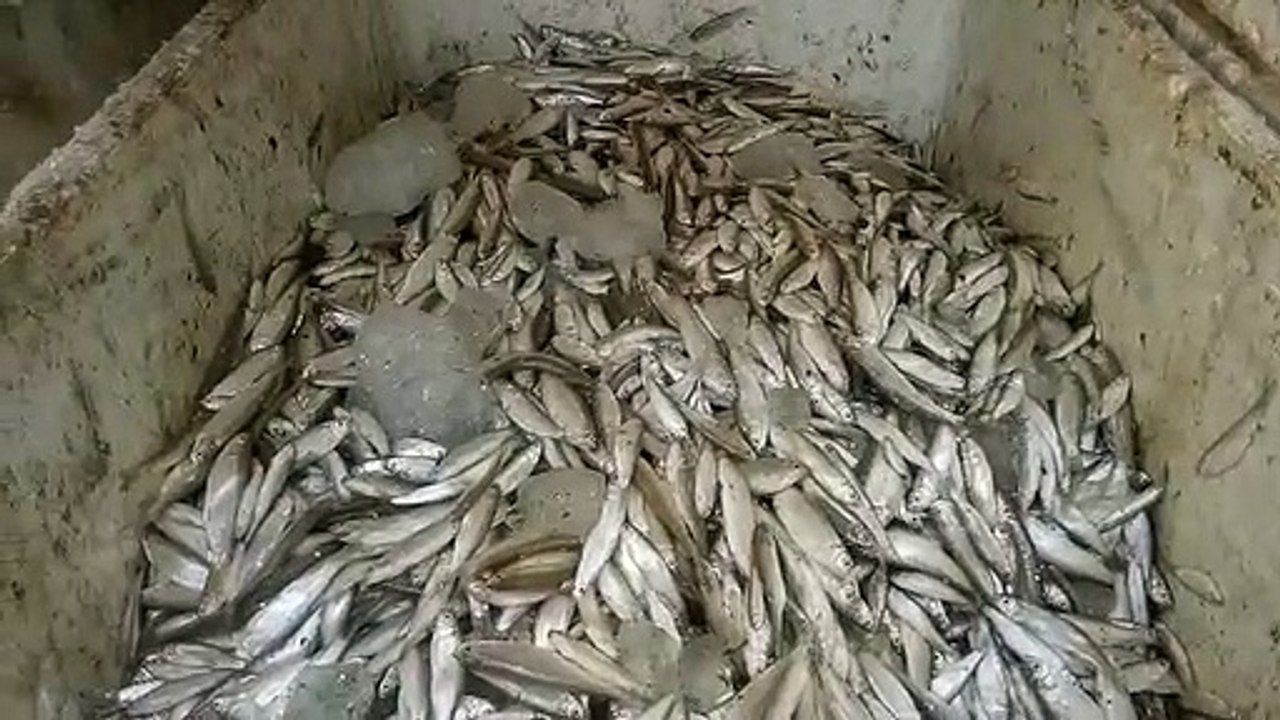 लाखों रुपए कीमत की मछलियों के साथ तीन तस्कर गिर...