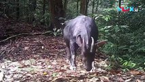 Langka! Kambing Hutan Sumatera Terekam Kamera di Aceh