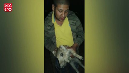 Yavru domuzu boğazından kelepçeleyip bıraktılar
