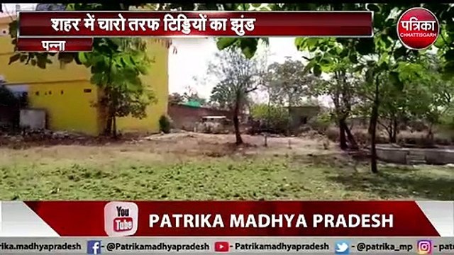पन्ना शहर तक पहुंचा टिड्डी दल, शहर में चारो तरफ टिड्डियों का झुंड