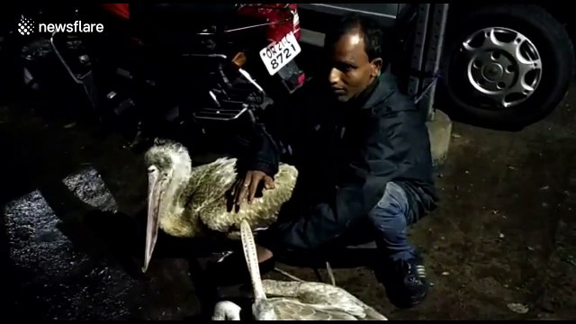 Pelicans rescued by Indian wildlife officers after being injured during cyclone
