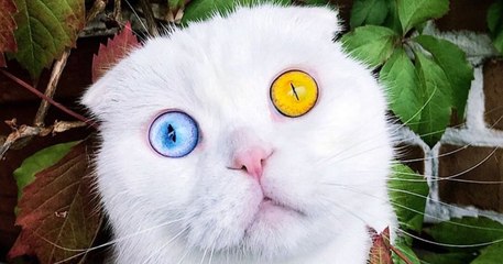 Ce chat aux yeux bicolores va vous hypnotiser