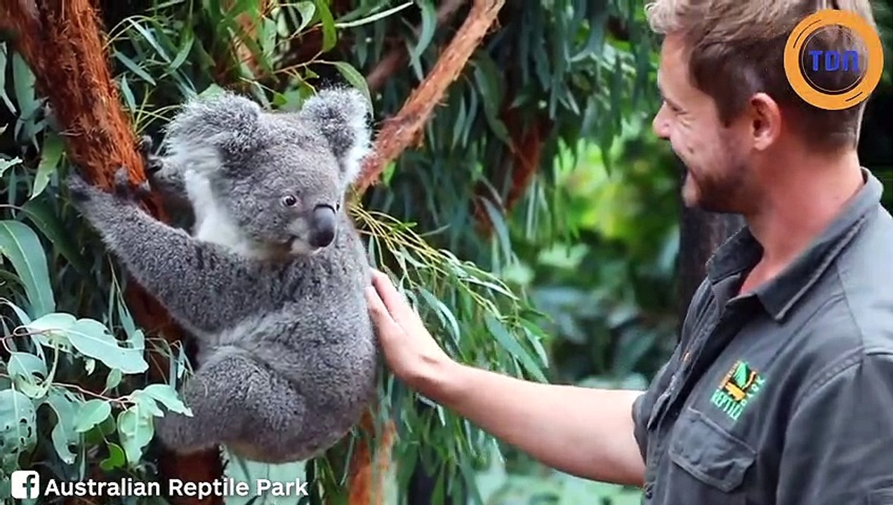 Voici la toute première naissance d’un bébé koala dans un parc animalier depuis les incendies en Australie