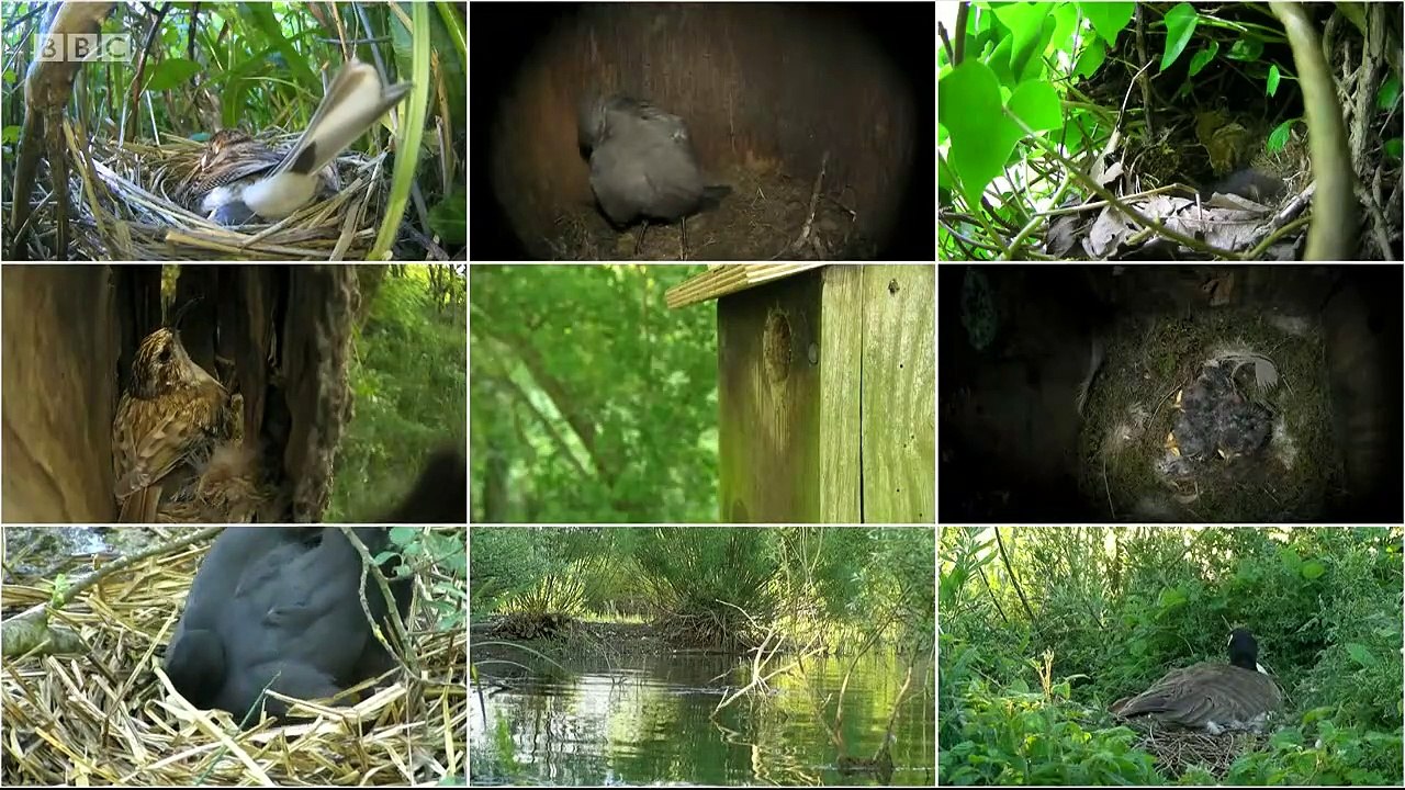 Springwatch episode 2 2020