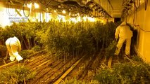 Guardia Civil desmantela dos 'narconaves' donde se producía marihuana industrialmente