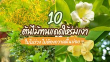10 ต้นไม้ทนแดดให้ร่มเงา ใบไม่ร่วง ไม่ต้องกวาดพื้นบ่อย ๆ