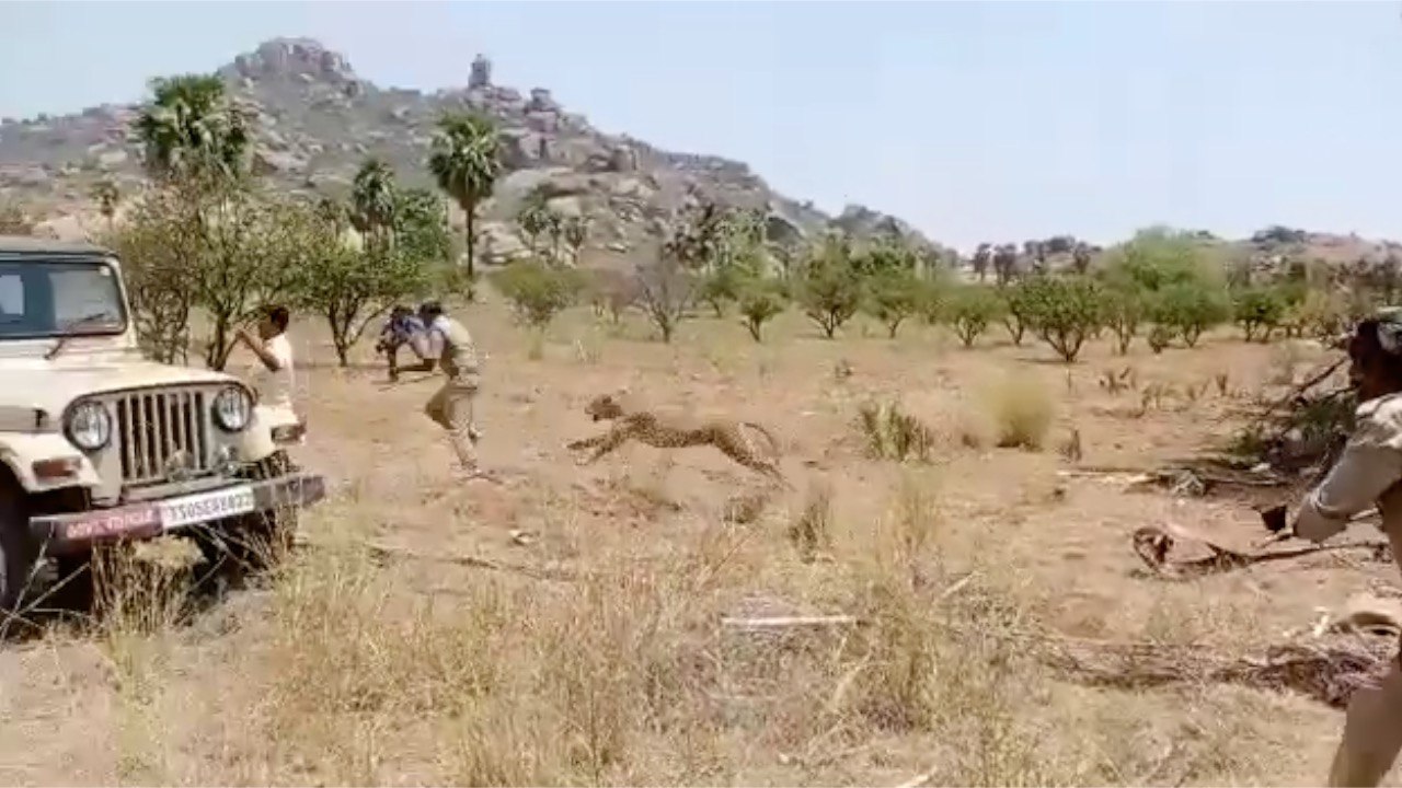 Leopard creates scare in Telangana, injures 2