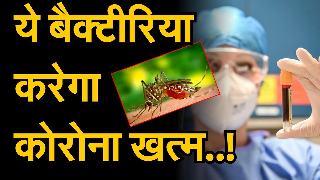 CORONA VIRUS TREATMENT | मच्छर के बैक्टीरिया से कोरोना वायरस होगा खत्म | Coronavirus Treatment By Aedes Aegypti MosquitoBacteria