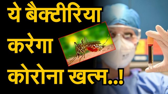 CORONA VIRUS TREATMENT | मच्छर के बैक्टीरिया से कोरोना वायरस होगा खत्म | Coronavirus Treatment By Aedes Aegypti MosquitoBacteria