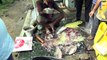 Quick Fish cutting skill - 100 Kg per hours in Paniki