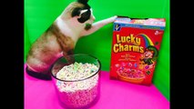 LUCKY CHARMS Rainbow Marshmellow Cereal Opening and Kitty