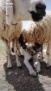 KANGAL KOPEGiNi GUNESTEN KORUYAN VEFAKAR KOYUNLAR - KANGAL SHEPHERD DOG and SHEEPS