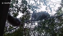 Claws are out as two Australian koalas brawl hanging in the middle of a tree