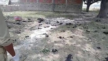 Discovery of 300 dead bats triggers coronavirus panic in northern India