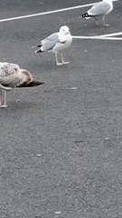 Seagull with arrow stuck in its breast  in KFC car park, Blackpool