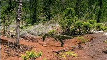 Coelophysis