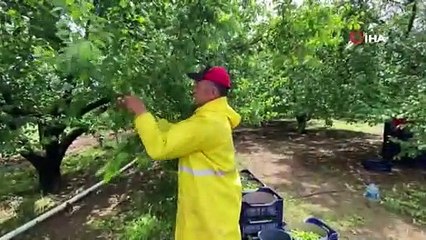 Uyuyan çiftçinin 3 ağaç dolusu kirazı çalındı: İyi ki uyurken bizi götürmemişler