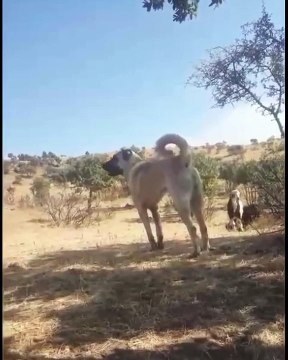 SiVAS KANGAL KOPEGi SESSiZ DiNLEYiS - KANGAL SHEPHERD DOG