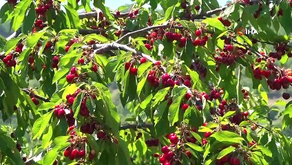 Amasya'da Kiraz Hasadı Başladı