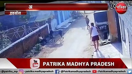 VIDEO STORY: बैल ने मचाया आतंक, कई लोगों को किया घायल