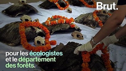 En Inde, l'heure du déconfinement a sonné pour des milliers de bébés tortues