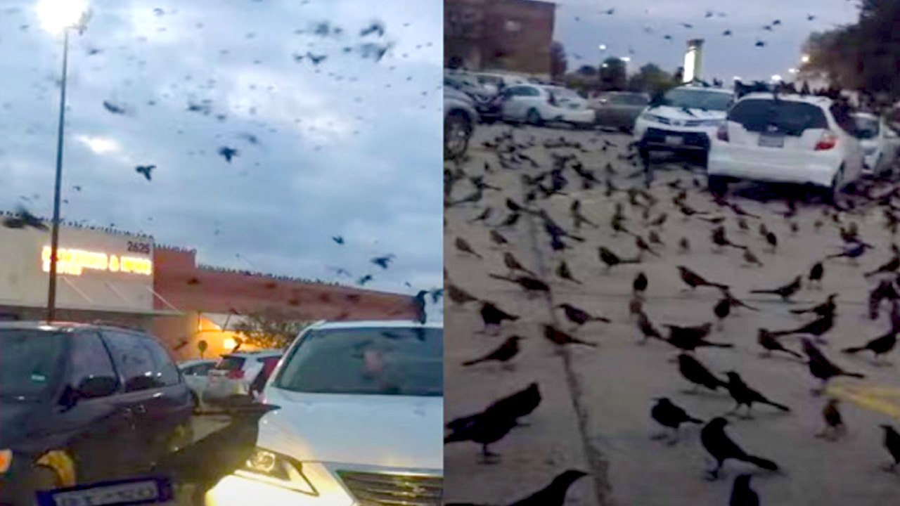 Crows Attack | Crows In Saudi Arabia ? | Fake News Buster | Oneindia Tamil