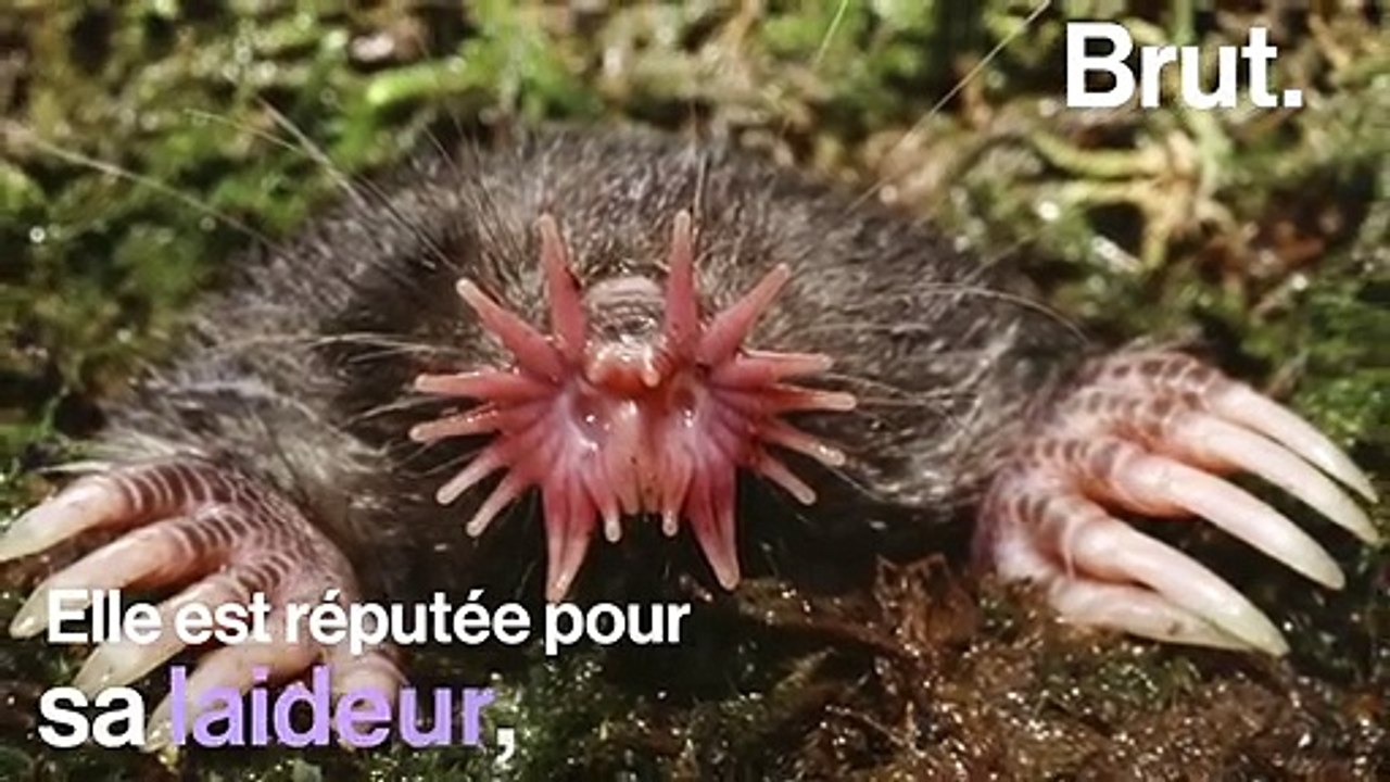 Le condylure étoilé, un animal au nez aussi étrange que redoutable