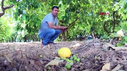 Afrika sıcakları cebi de yaktı! ''Portakal ve zeytini pahalıya yiyeceğiz''