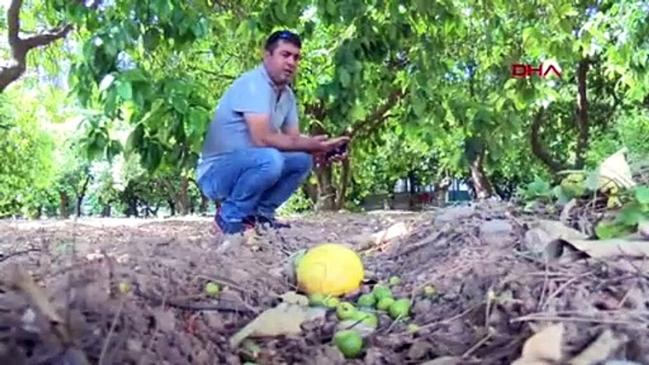 Afrika sıcakları cebi de yaktı! ''Portakal ve zeytini pahalıya yiyeceğiz''