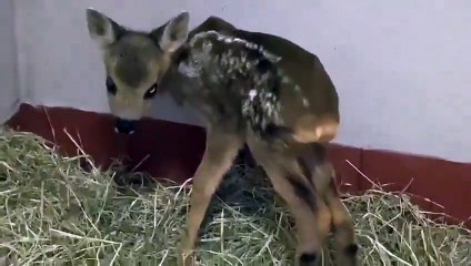 This is the deer that was rescued from the Hatfield Moor fire - and happily she's on the mend