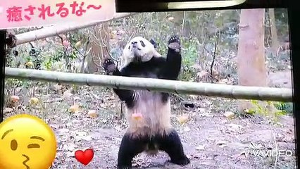 #パンダが可愛い