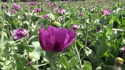 Sandıklıdaki haşhaş tarlaları mor ve beyaz renklere büründü