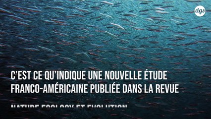 Réchauffement climatique : les espèces marines migrent six fois plus vite que les espèces terrestres