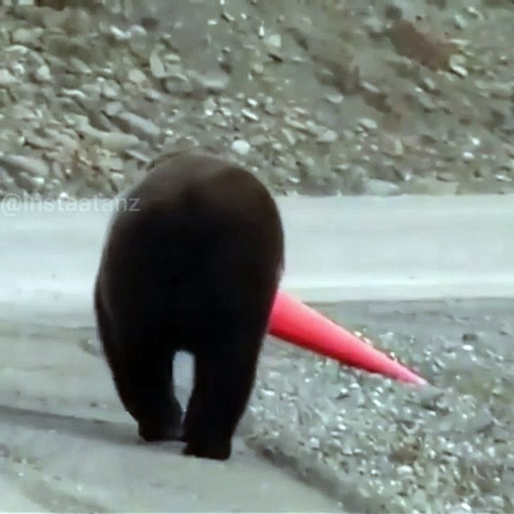 Animals know the law better