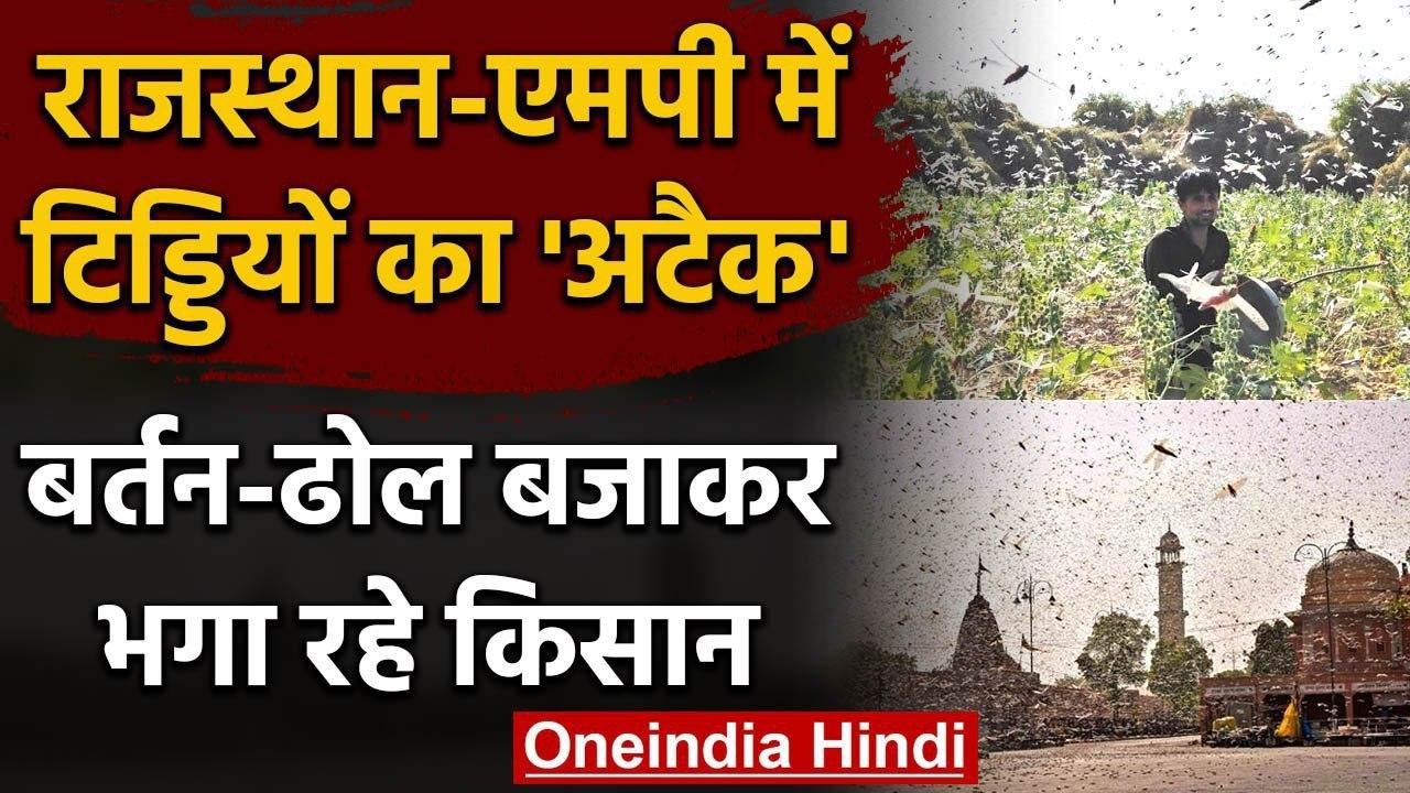 Locust Attack: Rajasthan और Madhya Pradesh में...