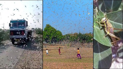 Скачать видео: Locust Swarm Entered Into Andhra Pradesh And Damaged Trees