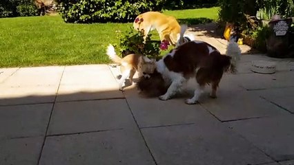 Juliane joue avec la petite balle