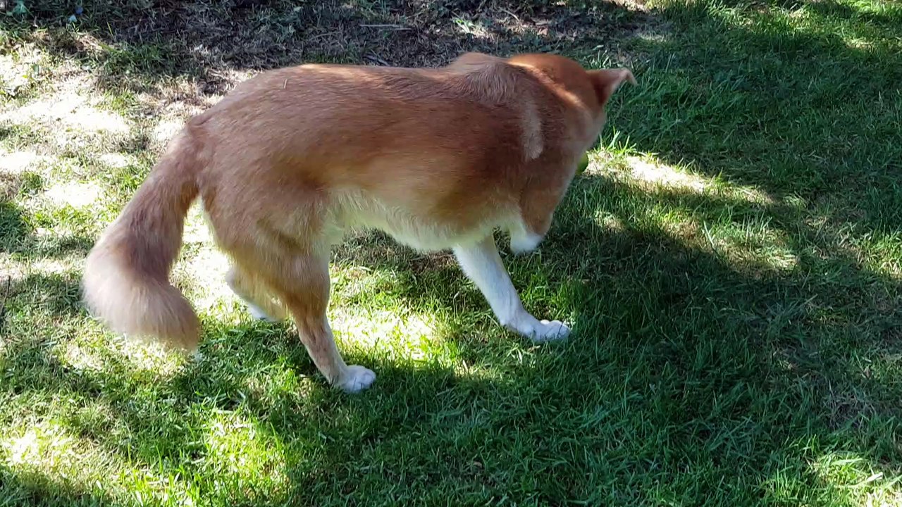 Rouky joue, il est heureux